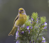 Grijsnekkanarie - Cape Canary - Serinus canicollis