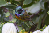 Oranjeborsthoningzuiger - Oranje-breasted Sunbird - Anthobaphes violacea
