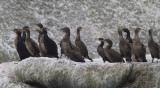 Kustaalscholver - Bank Cormorant - Phalacrocorax neglectus