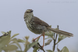 Karooprinia - Karoo Prinia - Prinia maculosa