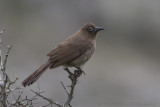 Kaapse buulbuul - Cape Bulbul - Pycnonotus capensis