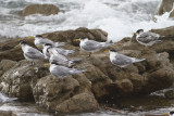 Grote Kuifstern - Greater Crested Tern - Thalasseus bergii