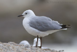 Hartlaubs Meeuw - Hartlaub's Gull - Chroicocephalus hartlaubii
