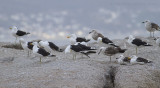 Kelpmeeuw - Kelp Gull - Larus dominicanus