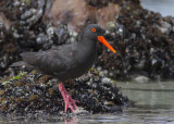 Afrikaanse Zwarte Scholekster - African Black Oystercatcher - Haematopus moquini