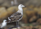 Kelpmeeuw - Kelp Gull - Larus dominicanus
