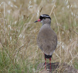 Diadeemkievit - Crowned Lapwing - Vanellus coronatus