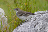 Kaapse Kwikstaart - Cape Wagtail - Motacilla capensis