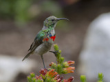 Kleine Kraaghoningzuiger - Southern Double-collared Sunbird - Cinnyris chalybeus