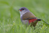Groenrugastrild - Swee Waxbill - Coccopygia melanotis