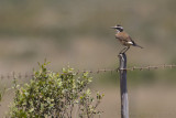 Aardtapuit - Capped Wheatear - Oenanthe pileata