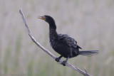 Afrikaanse Dwergaalscholver - Reed Cormorant - Microcarbo africanus