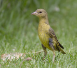 Kaapse Wever - Cape Weaver - Ploceus capensis