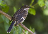 Klauwiervliegenvanger - Fiscal Flycatcher - Sigelus silens