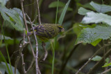 Boskanarie - Forest Canary - Serinus scotops