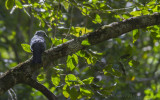Bosrupsvogel - Grey Cuckooshrike - Coracina caesia