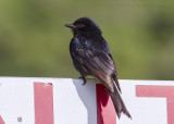 Treurdrongo - Fork-tailed Drongo - Dicrurus adsimilis