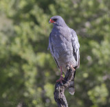 Zanghavik - Southern Pale Chanting Goshawk - Melierax canorus