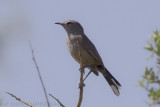 Karoowaaierstaart - Karoo Scrub Robin - Erythropygia coryphaeus