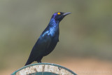 Roodschouderglansspreeuw - Cape Glossy Starling - Lamprotornis nitens