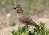Roodkapleeuwerik - Red-capped Lark - Calandrella cinerea