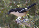 Waterfiskaal - Southern Boubou - Laniarius ferrugineus
