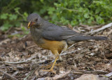 Kaapse Lijster - Olive Thrush - Turdus olivaceus