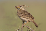Kaneelpieper - African Pipit - Anthus cinnamomeus