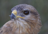 Steppebuizerd - Steppe Buzzard - Buteo buteo vulpinus