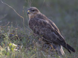 Steppebuizerd - Steppe Buzzard - Buteo buteo vulpinus