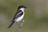 Zuidelijke Gekraagde Klauwier - Southern Fiscal - Lanius collaris