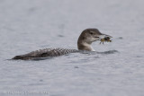 IJsduiker / Great Northern Diver