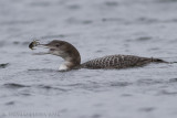 IJsduiker / Great Northern Diver