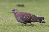 Gespikkelde Duif - Speckled Pigeon - Columba guinea