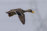 Geelsnaveleend - Yellow-billed Duck - Anas undulata