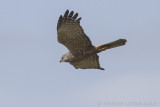 Afrikaanse Bruine Kiekendief - African Marsh Harrier - Circus ranivorus