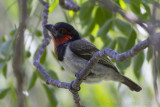 Zwarthalsbaardvogel - Black-collared Barbet - Lybius guifsobalito