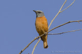 Kaapse Rotslijster - Cape Rock Thrush - Monticola rupestris