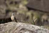 Kaapse Grondspecht - Ground Woodpecker - Geocolaptes olivaceus