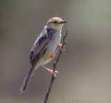 Valleigraszanger - Levaillant's Cisticola - Cisticola tinniens