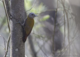Olijfspecht - Olive Woodpecker - Dendropicos griseocephalus