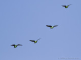 Kaapse Papegaai - Cape Parrot - Poicephalus robustus
