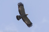 Kaalkopkiekendief - African Harrier-hawk - Polyboroides typus