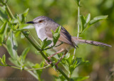 Roestflankprinia - Tawny-flanked Prinia - Prinia subflava