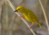 Goudwever - Eastern Golden Weaver - Ploceus subaureus