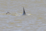 Stierhaai - Bull Shark - Carcharhinus leucas