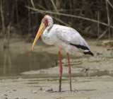 Afrikaanse Nimmerzat - Yellow-billed Stork - Mycteria ibis