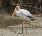 Afrikaanse Nimmerzat - Yellow-billed Stork - Mycteria ibis