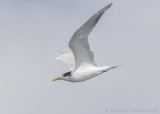 Grote Kuifstern - Greater Crested Tern - Thalasseus bergii