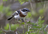 Witflankvliegenvanger - Chinspot Batis - Batis molitor